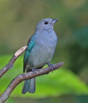 Blue-grey Tanager